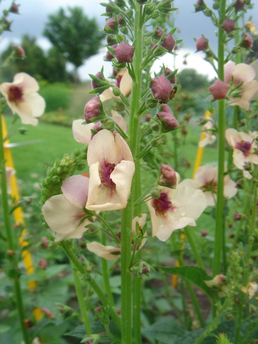 Verbascum x 'Southern Charm'